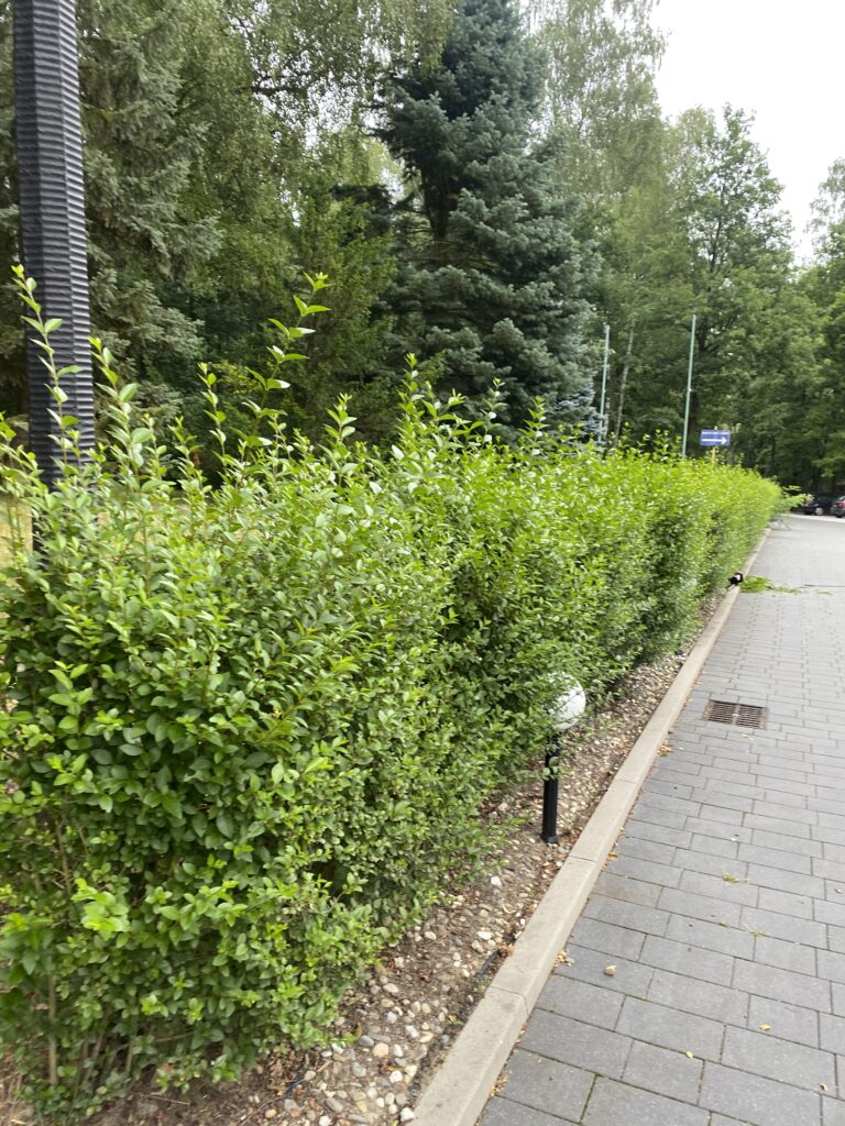 usługi ogrodnicze Gliwice