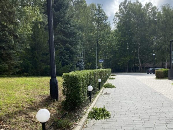 pielęgnacja ogrodu, przycinanie żywopłotu